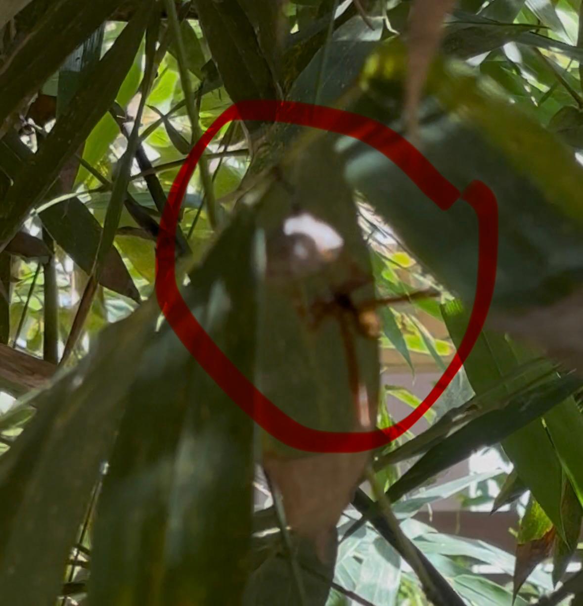 Executioner Wasp (Polistes carnifex) — Saladita field observation